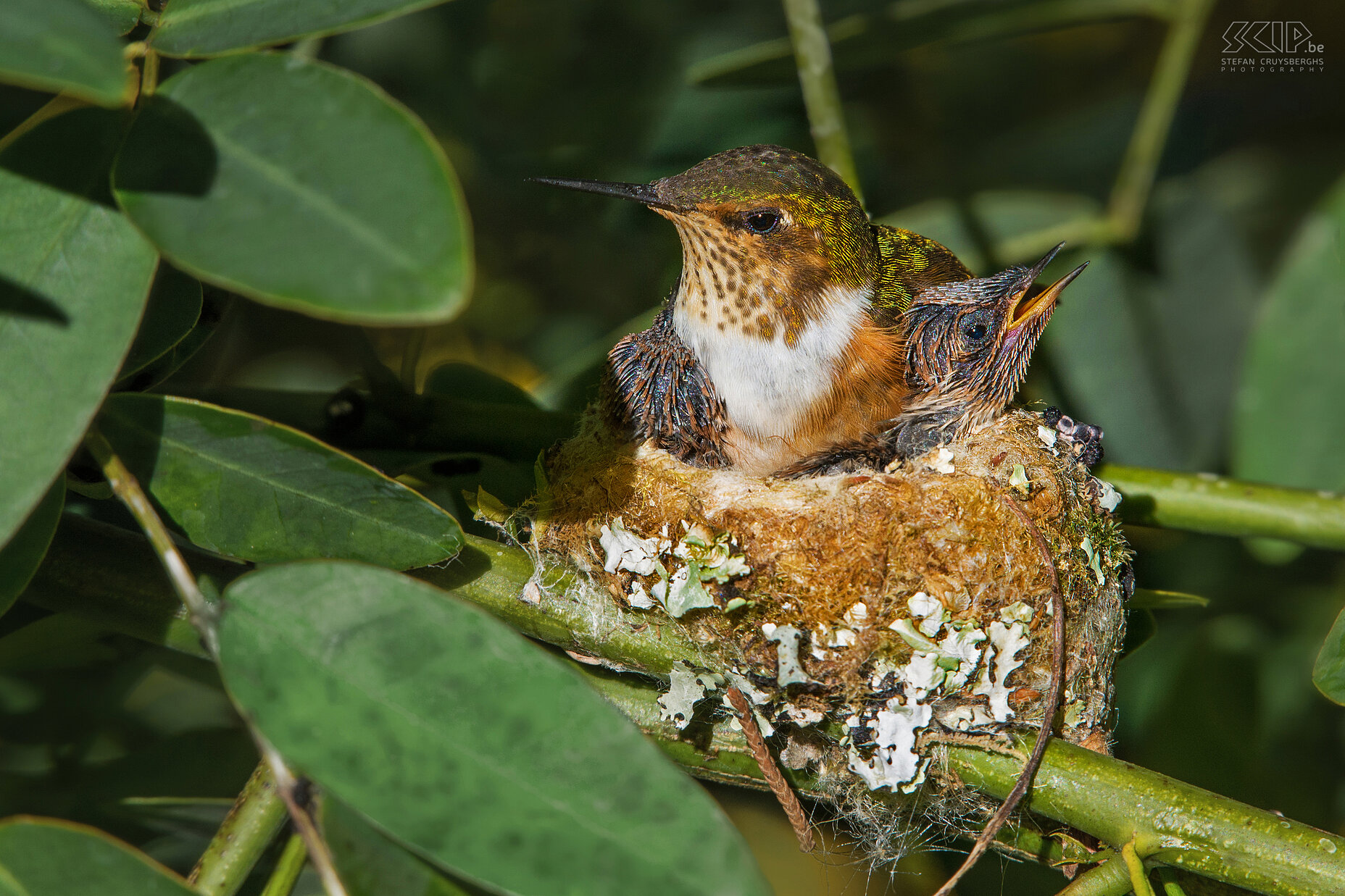 San Gerardo de Dota - Fonkelende kolibrie met nest De fonkelende kolibrie (scintillant hummingbird, selasphorus Scintilla) is een van de kleinste kolibries (6-8cm) die alleen voorkomt in de bergen van Costa Rica. In de vallei van San Gerardo de Dota zagen we verschillenden waaronder deze op een klein nestje met twee jonge kolibries. Stefan Cruysberghs